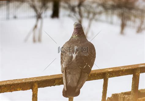 鸟死在阳台